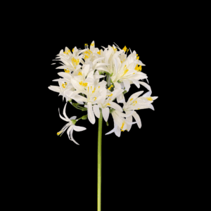 SINGLE AGAPANTHUS 70 CM bianco (Cod. 40554-02)