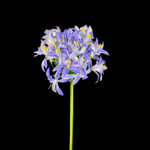 SINGLE AGAPANTHUS 70 CM blu (Cod. 40554-01)