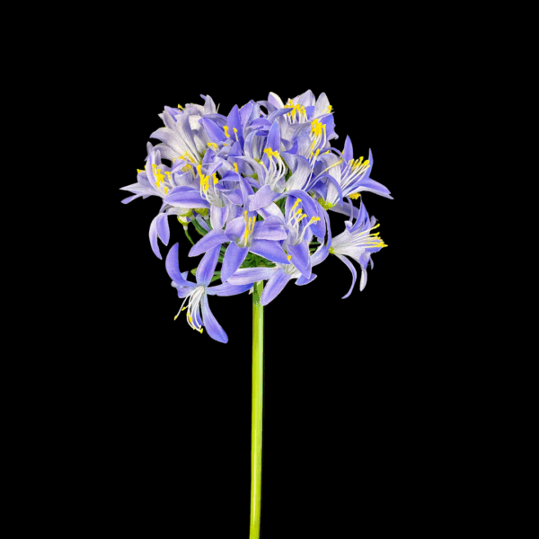 SINGLE AGAPANTHUS 70 CM blu (Cod. 40554-01)