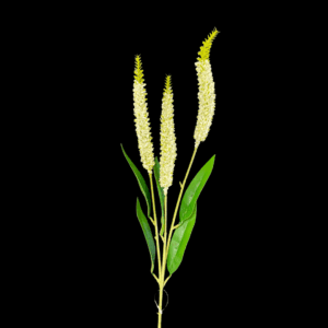 RAMO VERONICA X3 75 CM crema (Cod. 40555-03)
