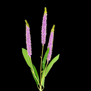 RAMO VERONICA X3 75 CM lavanda (Cod. 40555-02)