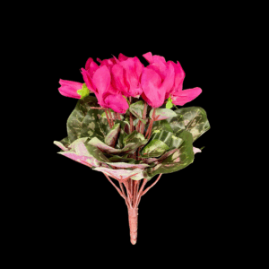 CICLAMINI X24 36 FOGLIE beauty (Cod. 40557-01)