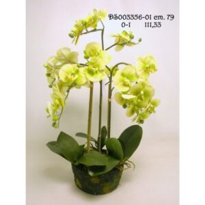 PIANTA PHALAENOPSIS CM 79 verde (Cod. 40918-02)
