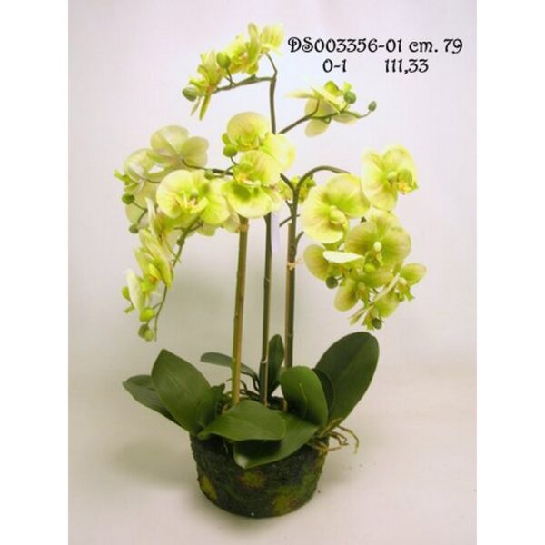 PIANTA PHALAENOPSIS CM 79 verde (Cod. 40918-02)