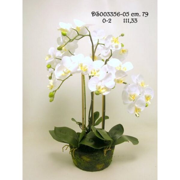 PIANTA PHALAENOPSIS 79 CM crema (Cod. 40918-01)