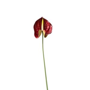 RAMO ANTHURIUM 70 CM rosso-verde (Cod. 41137-02)