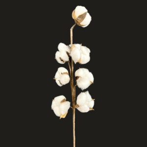 RAMO COTONE X7 60 CM bianco (Cod. 41178-01)