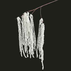RAMO AMARANTHUS 122 CM bianco (Cod. 41144-01)