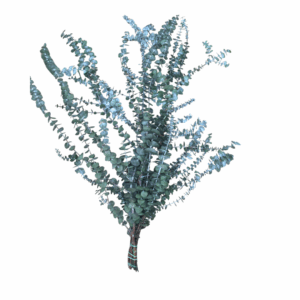 BABY BLU STABILIZZATO  verde (Cod. 41184-01)