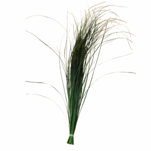 BEAR GRASS STABILIZZATO  (Cod. 41187-01)
