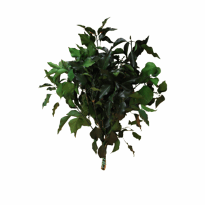 EDERA STABILIZZATA verde (Cod. 41189-01)