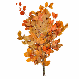 FAGGIO STABILIZZATO autunnale- (Cod. 41197-01)