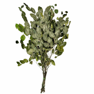 FAGGIO STABILIZZATO verde (Cod. 41197-02)