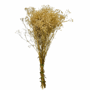 GISOFILA STABILIZZATA naturale (Cod. 41191-01)