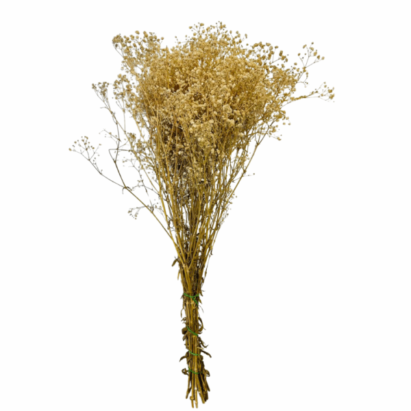 GISOFILA STABILIZZATA naturale (Cod. 41191-01)
