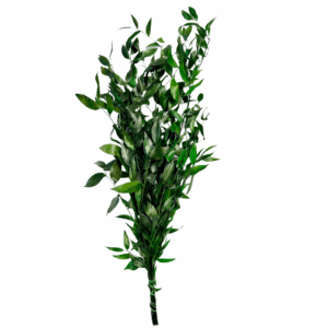 RUSCUS STABILIZZATO verde (Cod. 41193-01)