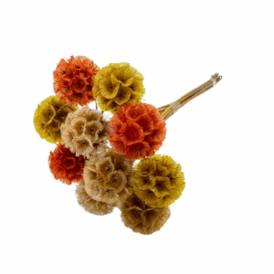 SCABIOSA STABILIZZATA colori-misti (Cod. 41194-01)