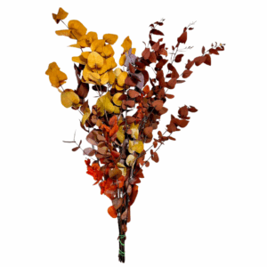 EUCALIPTO STUARTIANA AUTUNNALE STABLIZZATO  (Cod. 41186-01)