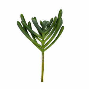 PIANTA EUPHORBIA FLOR 30 CM  (Cod. 14381-01)
