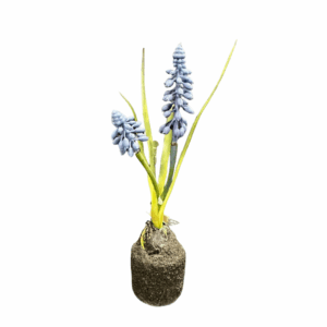 MINI MUSCARI CON BULBO 22 CM  (Cod. 9678-01)