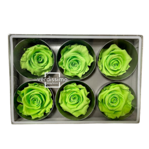 BOX TESTE DI ROSA D 6-6,5CM STABILIZ. PZ.6 verde-lime (Cod. 8330-04)