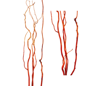 SALIX UNGHERESE 5 PZ. H160 CM arancione-sbiadito (Cod. 19797-01)