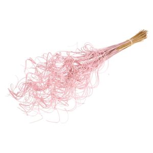 CURLY TING TING PALM  PZ.100 rosa (Cod. 37902-03)