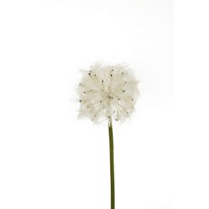 SOFFIONE  (Cod. 41876-01)