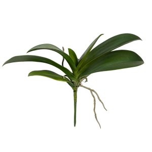 FOGLIA ORCHIDEA X6 CON RADICI 23X31 CM  verde (Cod. 42112-01)