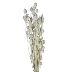 CARDI A PIANTA COLORATI BUSTA 100GR bianco (Cod. 42213-01)