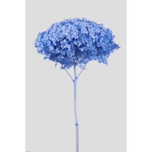 ORTENSIA ANNABELLE STABILIZZATA COLORATA H50 CM blu (Cod. 42101-06)