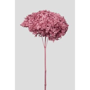 ORTENSIA ANNABELLE STABILIZZATA COLORATA H50 CM malva (Cod. 42101-07)