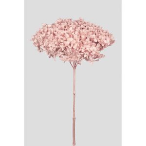 ORTENSIA ANNABELLE STABILIZZATA COLORATA H50 CM cipria-sakura (Cod. 42101-08)