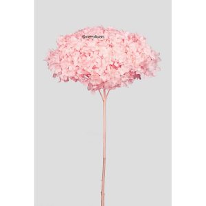 ORTENSIA ANNABELLE STABILIZZATA COLORATA H50 CM rosa-pastello (Cod. 42101-05)