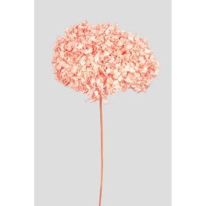 ORTENSIA ANNABELLE STABILIZZATA COLORATA H50 CM rosa-pesca (Cod. 42101-10)