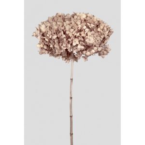 ORTENSIA ANNABELLE STABILIZZATA COLORATA H50 CM nocciola (Cod. 42101-04)