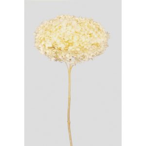 ORTENSIA ANNABELLE STABILIZZATA COLORATA H50 CM giallo-chiaro (Cod. 42101-03)