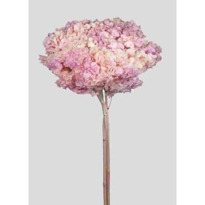 ORTENSIA ANNABELLE STABILIZZATA COLORATA H50 CM rosa-spring-gradient (Cod. 42101-01)