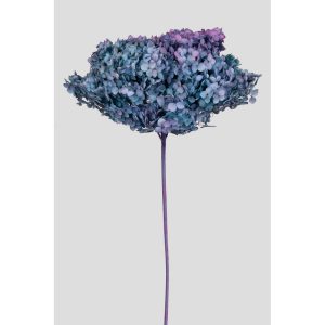ORTENSIA ANNABELLE STABILIZZATA COLORATA H50 CM rosa-viola (Cod. 42101-02)