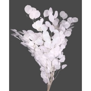 EUCALIPTO/POPULUS STABILIZZATO COLORATO H60-75 CM bianco (Cod. 42102-03)