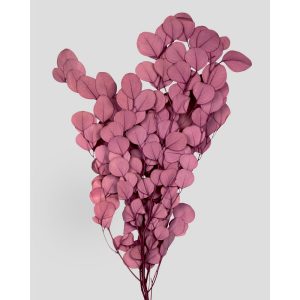 EUCALIPTO/POPULUS STABILIZZATO COLORATO H60-75 CM malva (Cod. 42102-02)