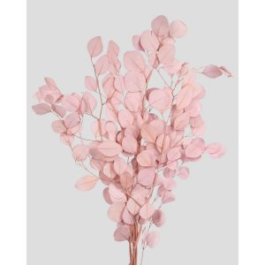 EUCALIPTO/POPULUS STABILIZZATO COLORATO H60-75 CM cipria-sakura (Cod. 42102-01)