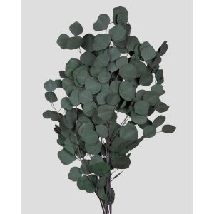 EUCALIPTO/POPULUS STABILIZZATO H60-75 CM verde-scuro (Cod. 42103-01)