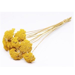 ACHILLEA PARKER NATURALE giallo (Cod. 7226-01)