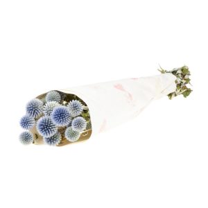 MAZZO ECHINOPS NATURAL H50 CM blu (Cod. 37802-01)