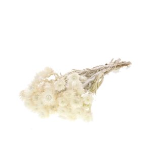 HELICHRYSUM VESTITUM NATURALE blu (Cod. 42271-01)