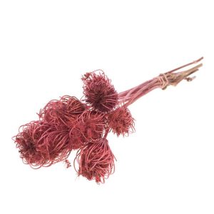 AMMI MAJUS  rosa (Cod. 42272-02)