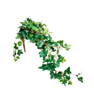 CADENTE EDERA 209 FOGLIE H70 CM verde (Cod. 16094-01)