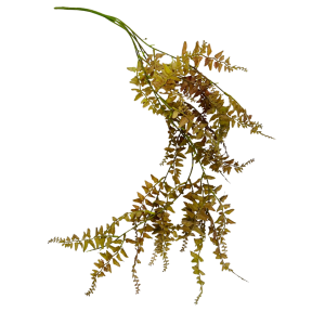 FELCE BUSH CADENTE X5  (Cod. 12638-01)