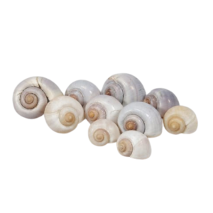 1 KG CONCHIGLIE NATURALI  (Cod. 26869-01)